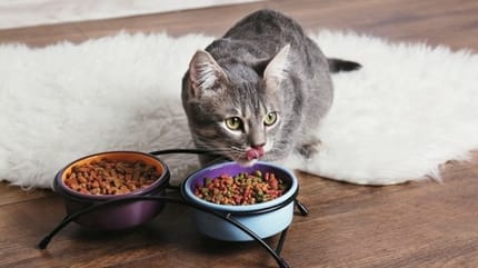 ce qu'aime manger le chat
