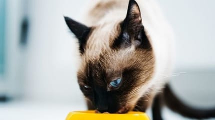 chat qui mange