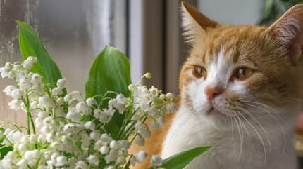 un chat qui renifle un bouquet de muguet