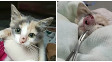 chat parasite nez