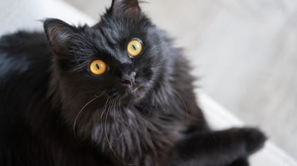 chat noir