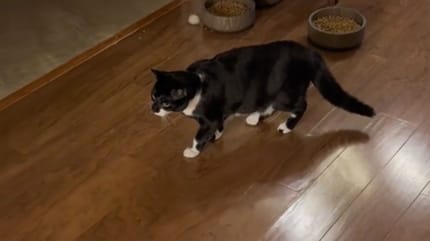 Black cat