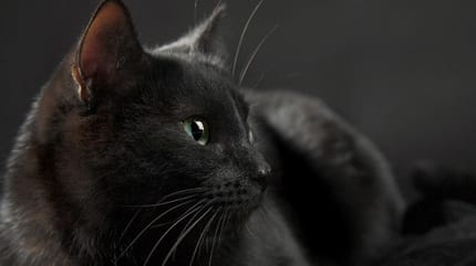 13 raisons d'adopter un chat noir