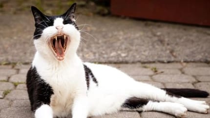 chat noir et blanc qui baille