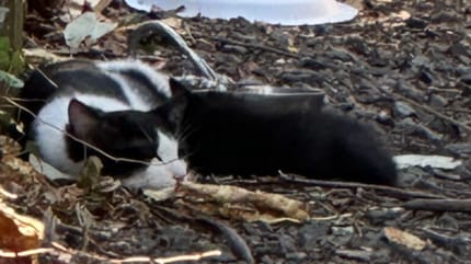 Chat noir et blanc