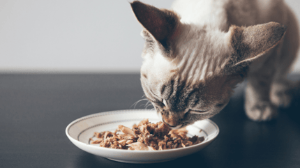 chat nourriture
