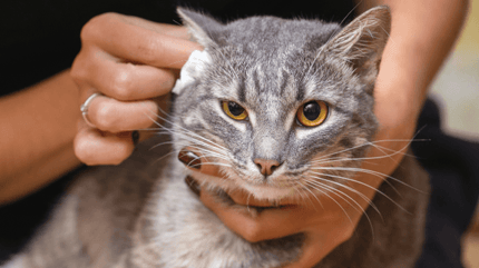 Meilleurs Soin des Oreilles pour Chat