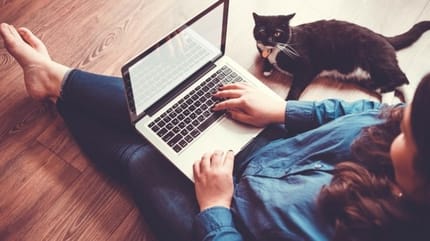 chat ordinateur petites annonces