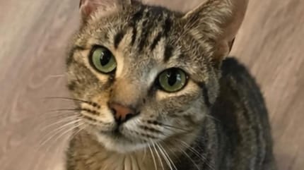 Chat perdu