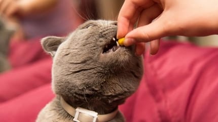 chat pillule