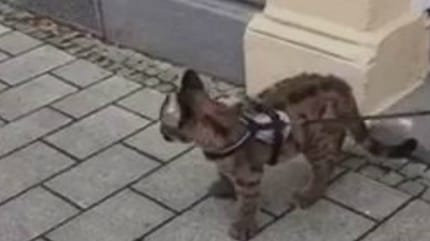 chat qui est un puma