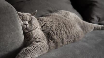 chat bleu qui dort sur le canapé