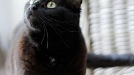 chat noir
