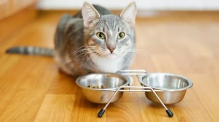 alimentation chat reins