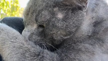 Chat renversé par une voiture