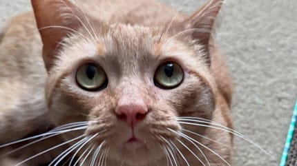 chat roux