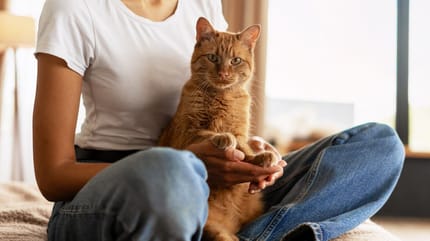 Rode kat