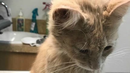 chat roux