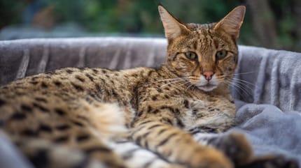 Gato Savannah debe abandonar su hogar