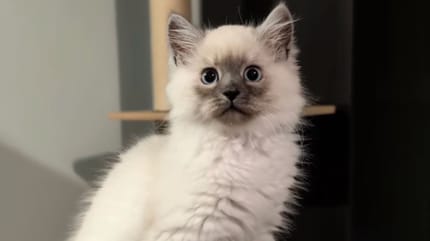Chat Sibérien