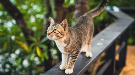 gatto sul balcone