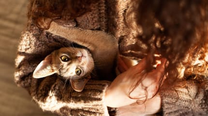 chat sur un canapé
