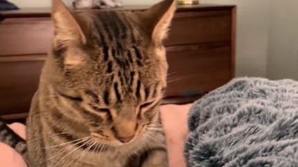 chat tigré