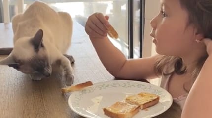 Katze klaut Essen TikTok