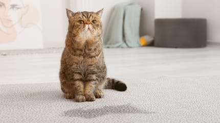 chat urine en dehors de sa litière