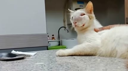 chat gueule enflée