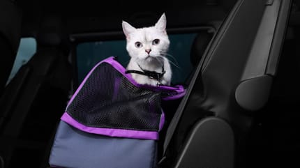 chat voiture