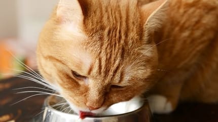 allergies alimentaires chez le chat