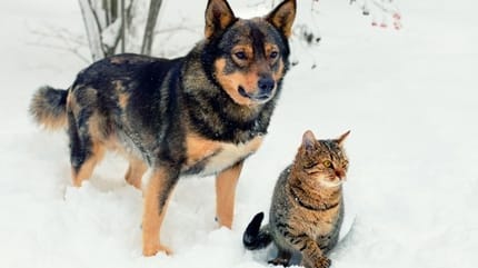 Chat chien neige