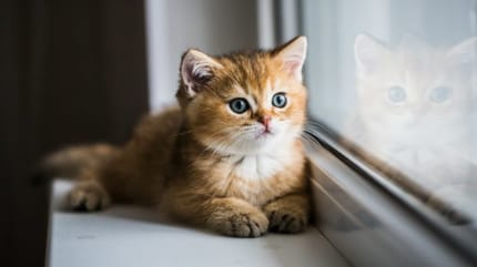 chaton