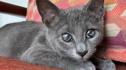 chaton aveugle