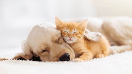 Chiot et chaton qui dorment ensemble