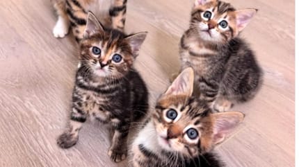 chatons
