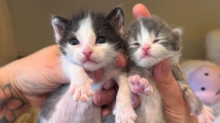 Chatons abandonnés
