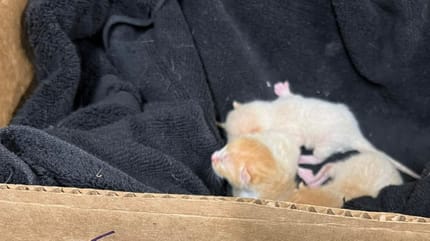 Kittens in een doos