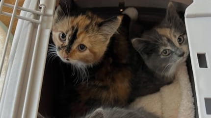 Chatons écaille de tortue