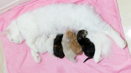 chantons qui tètent