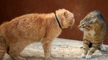 agressivité sociale chat