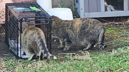 Zwerfkatten