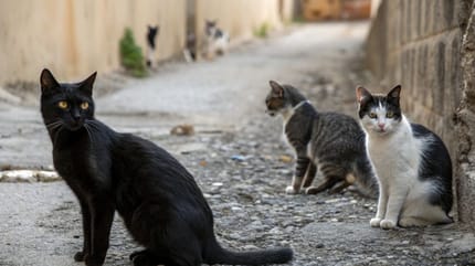 Gatos callejeros