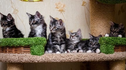 chats
