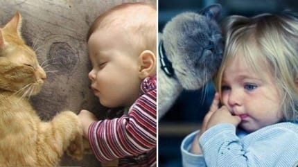 Photos de bébés et de chats