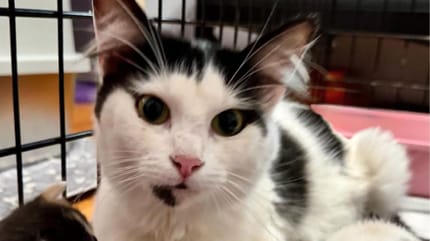 chatte abandonnée