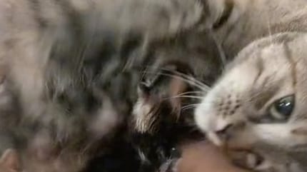 une chatte et des chatons