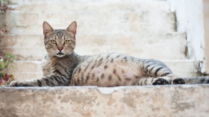 Chatte gestante