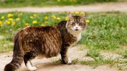 alimentation chatte gestation